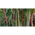 Nasiona Bambus czerwony szt.5 Nxx338